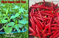 Mirch masala chilli for sale  BIRMINGHAM