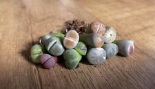 Mixed lithops living for sale  SHEFFIELD