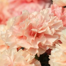 Dianthus caryophyllus sweet for sale  UK