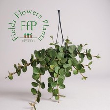 Peperomia hope 14cm for sale  SHEFFIELD
