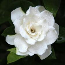 Gardenia crown jewels for sale  IPSWICH
