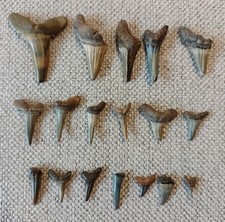 Fossil sharks teeth for sale  BOGNOR REGIS