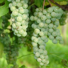 Plant raisin interlaken d'occasion Plant raisin interlaken d'occasion  Expédié en France