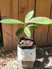 Live loquat tree for sale  Hudson