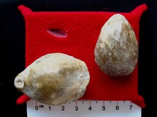 Brachiopode oxfordien terebrat d'occasion  La Chapelle-Saint-Luc