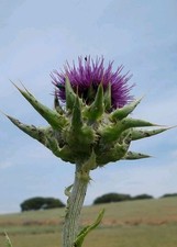 cardo mariano usato cardo mariano usato Sanluri