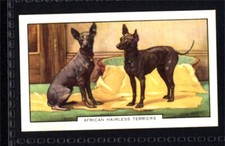 Gallaher dogs 2nd for sale  HUNTINGDON