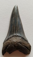 Giant 7.4cm s.c. usato  Due Carrare