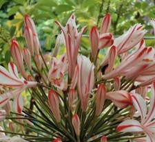 Candy agapanthus years for sale  LINCOLN