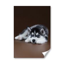 Siberian husky puppy for sale  SELBY