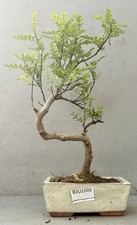 pepper tree for sale pepper tree for sale LUTTERWORTH