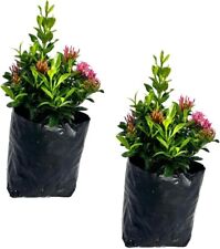 Ixora dwarf pink for sale  Homestead