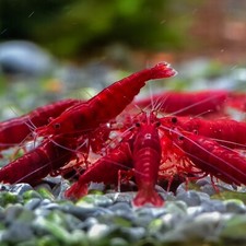 Live freshwater shrimp for sale  Westminster