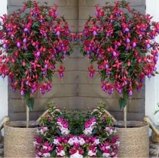 Fuchsia standard trees for sale  LIVERPOOL