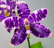 Blühende phalaenopsis lioulin gebraucht kaufen  Obertshausen