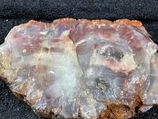 Arizona petrified wood for sale  Clovis