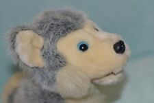Posh paws husky for sale  CANNOCK