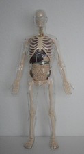 Großes menschliches anatomisc gebraucht kaufen  Remscheid