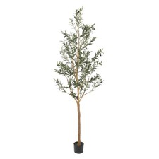 7ft olive trees for sale  Ashford