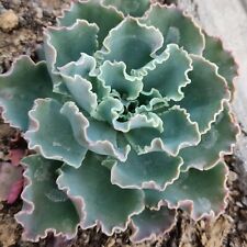 Live echeveria blue for sale  Fallbrook