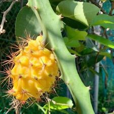 Yellow hylocereus megalanthus for sale  LONDON