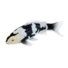 Koi carp shiro for sale Koi carp shiro for sale  HEBDEN BRIDGE