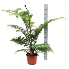 Australischer baumfarn cyathea gebraucht kaufen  Wurzen