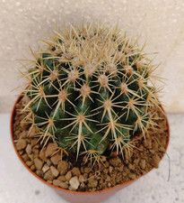 echinocactus usato  Lecce