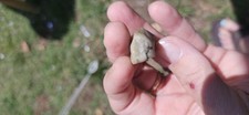 Green opalized petrified for sale  Chico