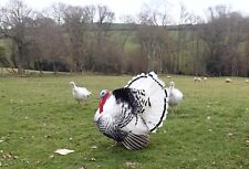Crowllwitzer pied turkey for sale  EXETER