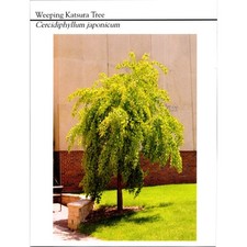 Weeping katsura tree for sale  Hinckley