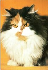 Czech russian cat for sale  Joshua