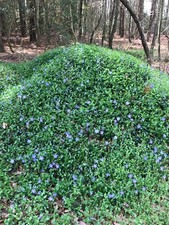 cover evergreen ground for sale cover evergreen ground for sale Rhodesdale