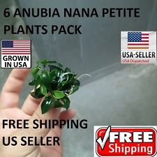 Rare anubia nana for sale  Opa Locka