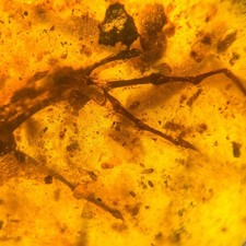 Burmese amber fossil for sale Burmese amber fossil for sale  GILLINGHAM