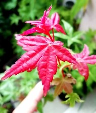 Erable japon acer d'occasion  Gien
