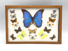 Schmetterling präparat sammlu gebraucht kaufen  Laupheim