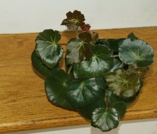 Begonia erythrophylla shiny for sale  Westerly