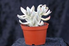 Crassula candy cane for sale  CHERTSEY