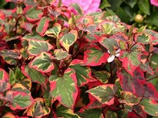 Bareroot live variegated for sale  Saint Benedict