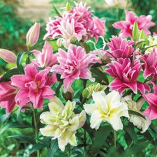Roselily fragrant double for sale  WOLVERHAMPTON
