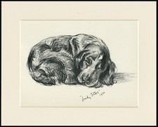 Cocker spaniel old for sale  COLEFORD