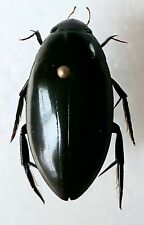 Hydrophilus triangularis water for sale  SLEAFORD