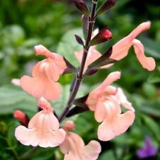 Salvia peach parfait for sale  MARCH