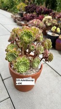 535 kaleidoscope 69 gebraucht kaufen  Bad Wimpfen