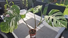 Monstera deliciosa variegata gebraucht kaufen  Diemelsee