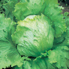 saladin for sale saladin for sale SALISBURY