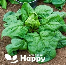Vegetable seeds spinach for sale  DONCASTER