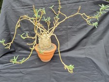 Pachypodium succulentum xxl gebraucht kaufen  Bad Kissingen
