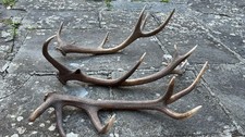Corna palchi cervo usato  Fiumalbo